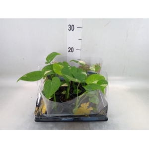 Monstera delic. 'Thai Constellatio'