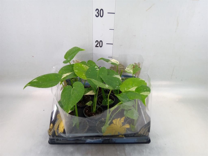 <h4>Monstera delic. 'Thai Constellatio'</h4>