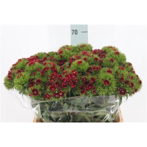 Di Barb Jolly X50 60cm