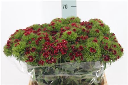 Di Barb Jolly X50 60cm