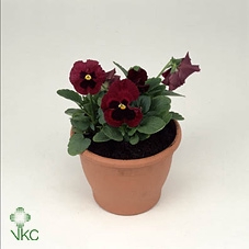 VIO WI DEL ANTIQ SUR