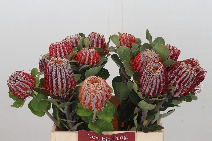 Banksia Coccinea