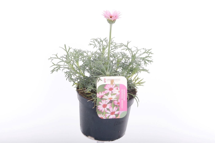 <h4>Rhodanthemum Marakesh</h4>