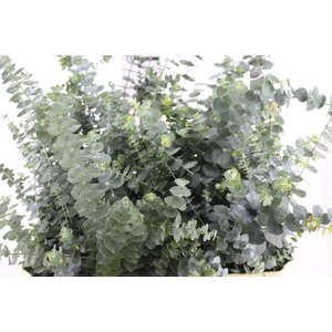 FOLHAGEM EUCAFLOR MINI