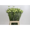Scabiosa Scoop White