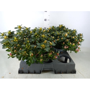 Rhododendron sim. 'Rote Sachsenste'