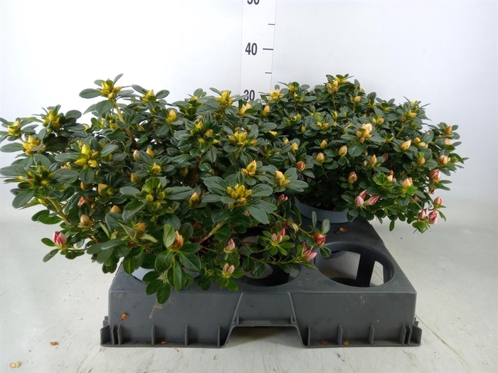 <h4>Rhododendron sim. 'Rote Sachsenste'</h4>