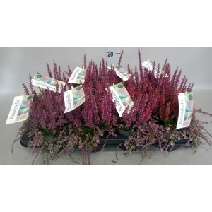 Calluna vulg. 'Beauty S Beautybell'