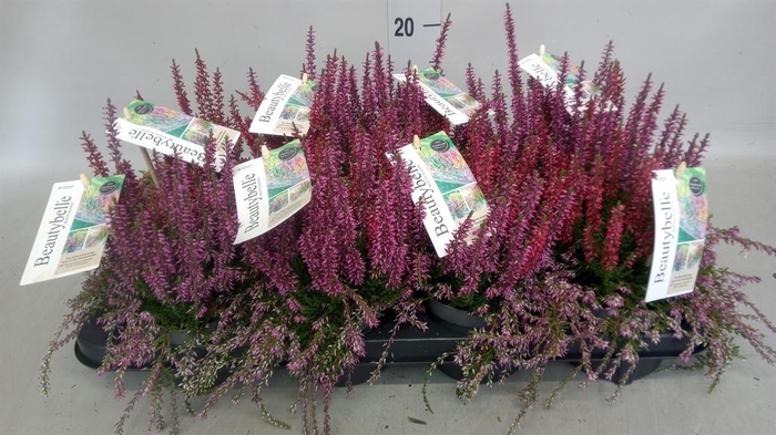 <h4>Calluna vulg. 'Beauty S Beautybell'</h4>