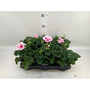 Pelargonium zona.   ...F1