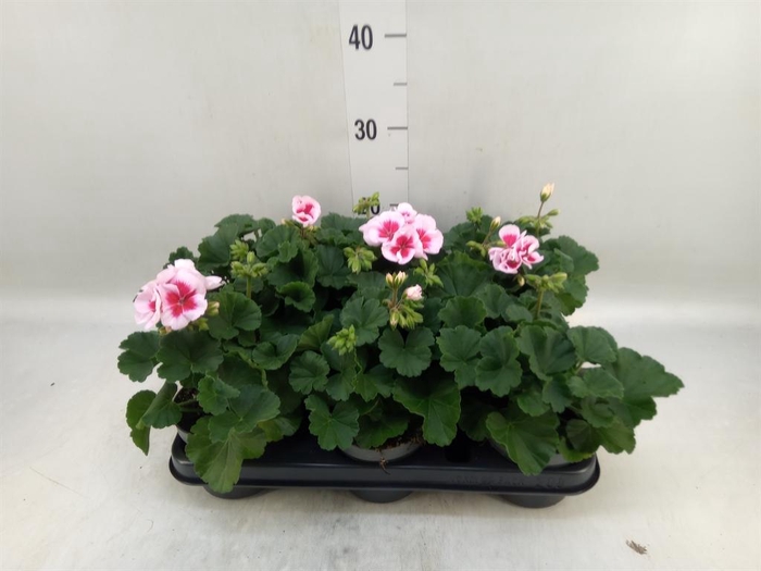 <h4>Pelargonium zona.   ...F1</h4>