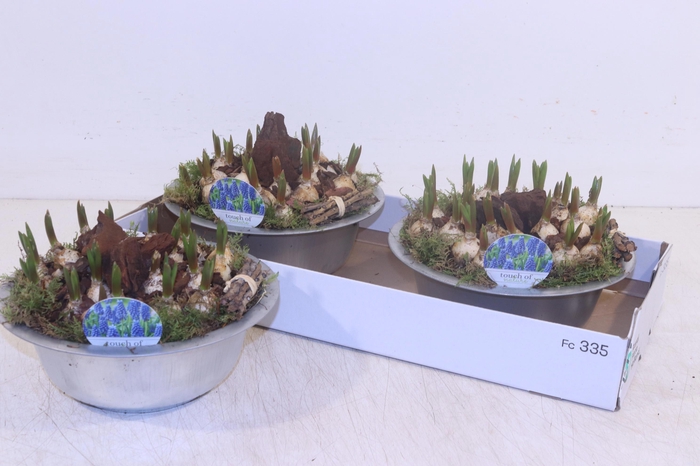 <h4>ARR MUSCARI</h4>