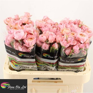Rosa spray julietta