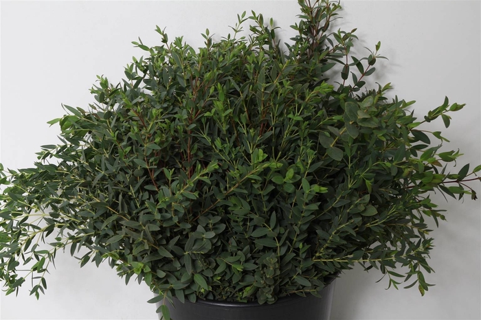 Euca Parvifolia Za Kort 180 Gram
