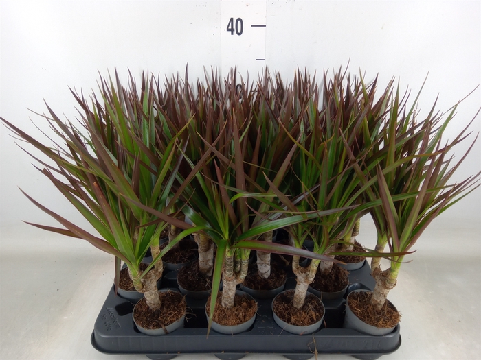 <h4>Dracaena marg. 'Magenta'</h4>