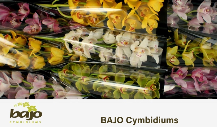 <h4>CYMB T GEM</h4>