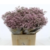 Limonium Safora Oshi Pink