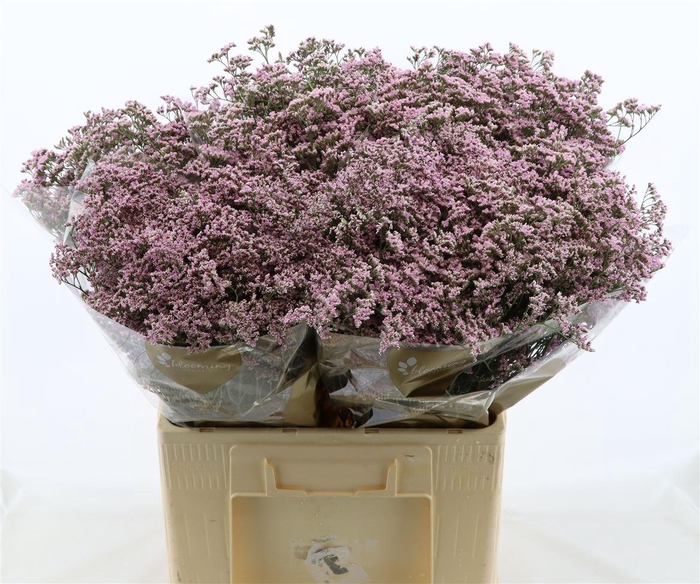 <h4>Limonium Safora Oshi Pink</h4>