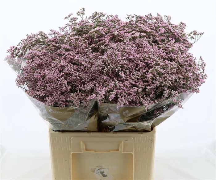 <h4>Limonium Safora Oshi Pink</h4>