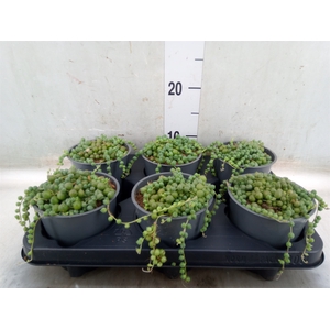 Senecio rowleyanus