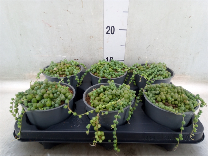<h4>Senecio rowleyanus</h4>