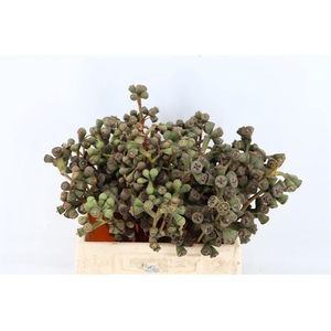 Euca Clock Short 35cm P/b