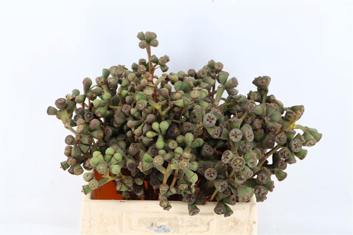 <h4>Euca Clock Short 35cm P/b</h4>