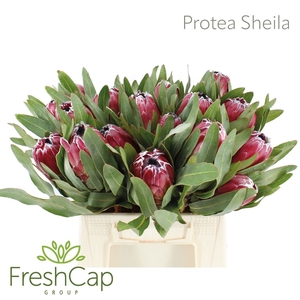 Protea  'Sheila'