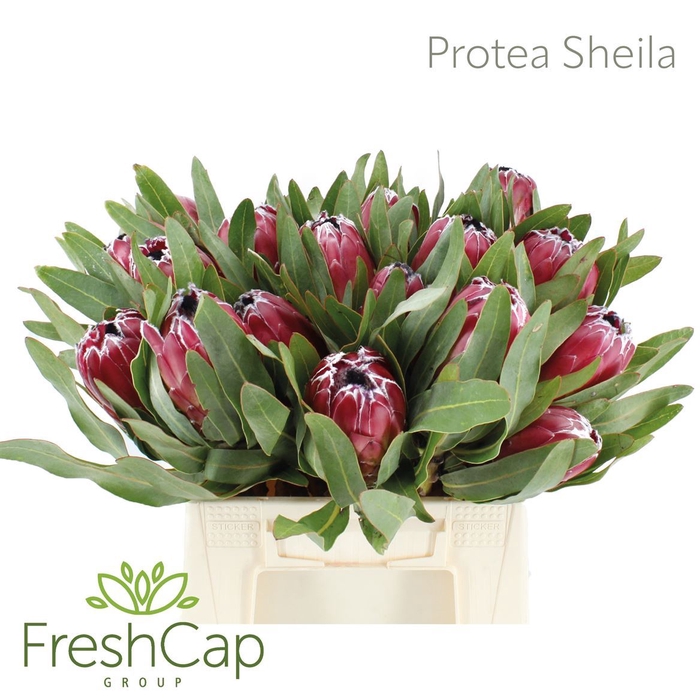 <h4>Protea  'Sheila'</h4>