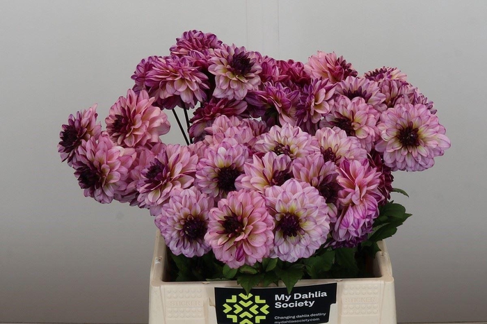 <h4>DAHL MUCHACHA DAHLIA MUCHACHA</h4>