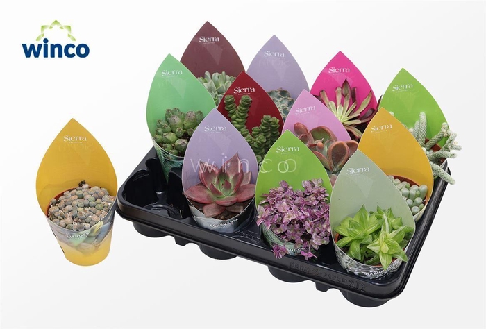 <h4>Succ Gemengd Potcover Sierra</h4>