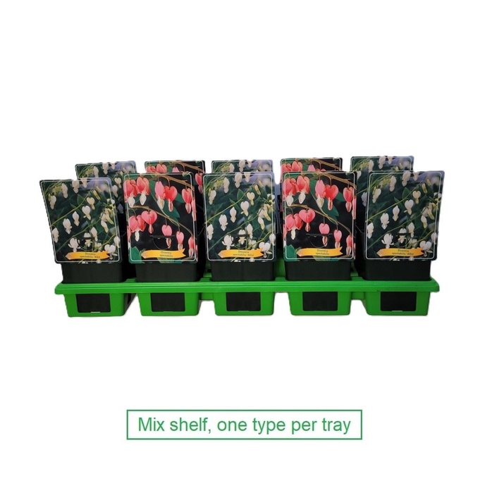 Dicentra Spectabilis