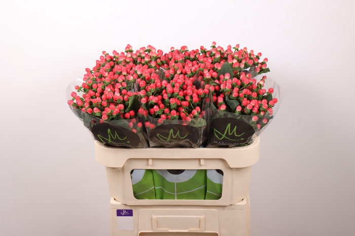 <h4>HYP SISU FLIRT</h4>