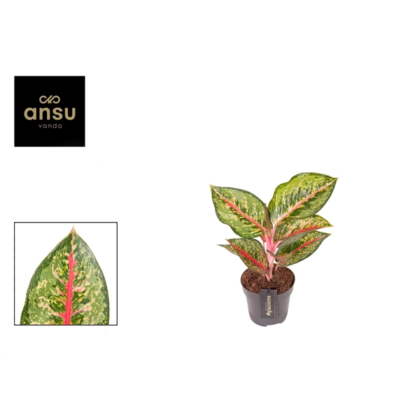 <h4>Aglaonema Paradise Red</h4>