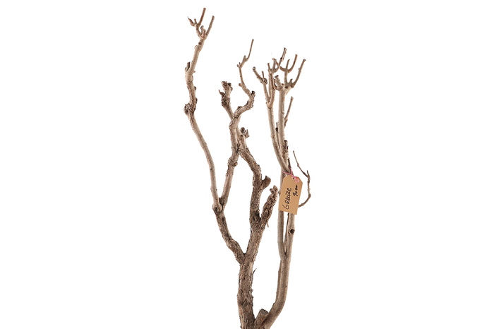 <h4>Syringa Branch Extra Conte</h4>