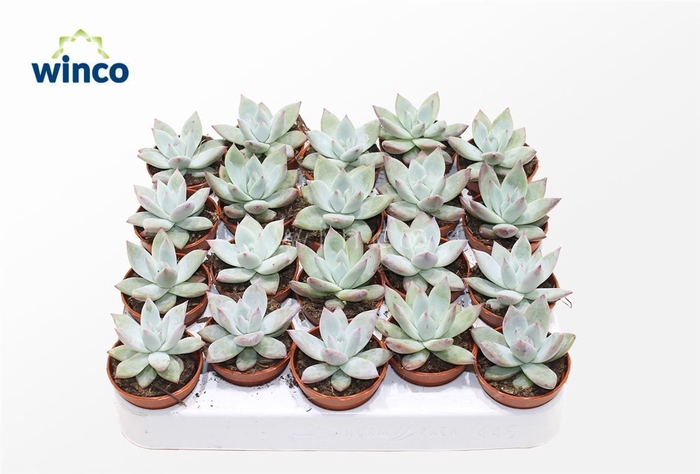 <h4>Echeveria Colorata Ice</h4>