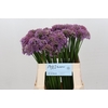 Allium Senescens