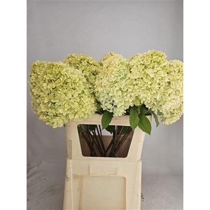 HYDR PA LIMELIGHT