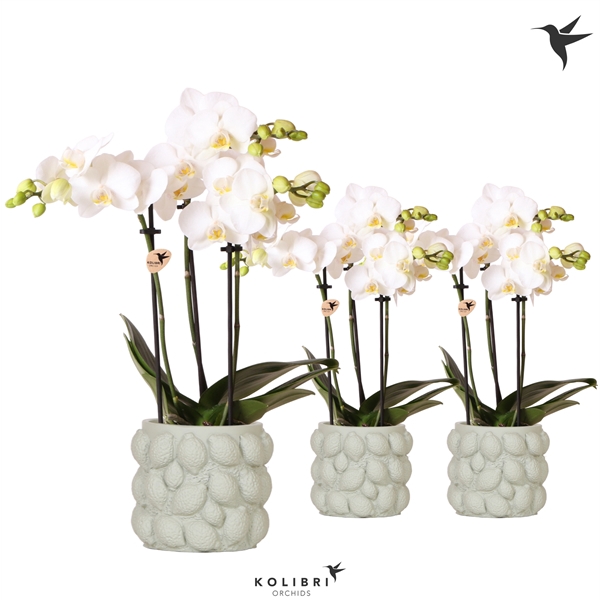 <h4>Kolibri Orchids Phalaenopsis white 3 spike in Citrus pot green</h4>