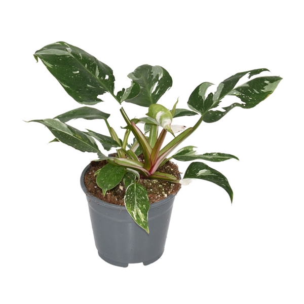 <h4>Philodendron White Princess</h4>