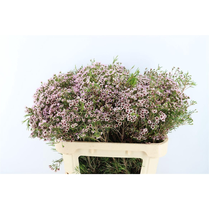 <h4>Cham Pink Solar</h4>