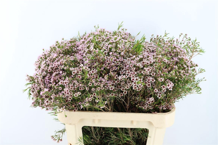 <h4>Cham Pink Solar</h4>