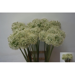 Allium Mount Everest