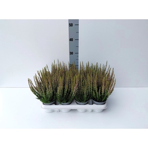 Calluna vulg. 'Beauty L Michelle'