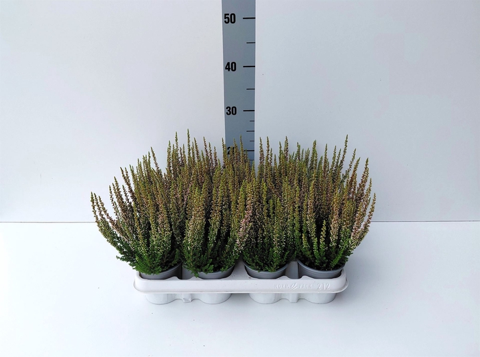 <h4>Calluna vulg. 'Beauty L Michelle'</h4>