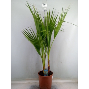 Washingtonia filifera