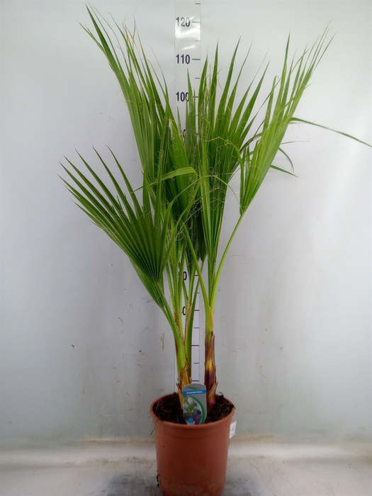 <h4>Washingtonia filifera</h4>