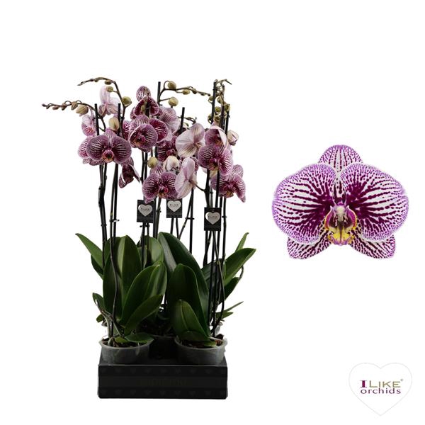 <h4>Phalaenopsis Black Stripes - 2 tak 70cm</h4>