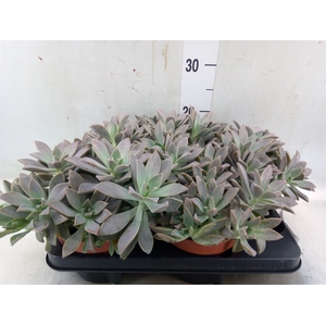 Succulents   ...