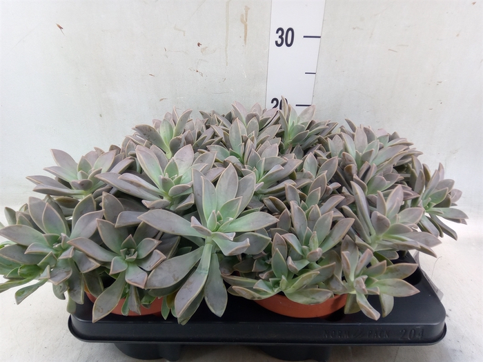 <h4>Succulents   ...</h4>